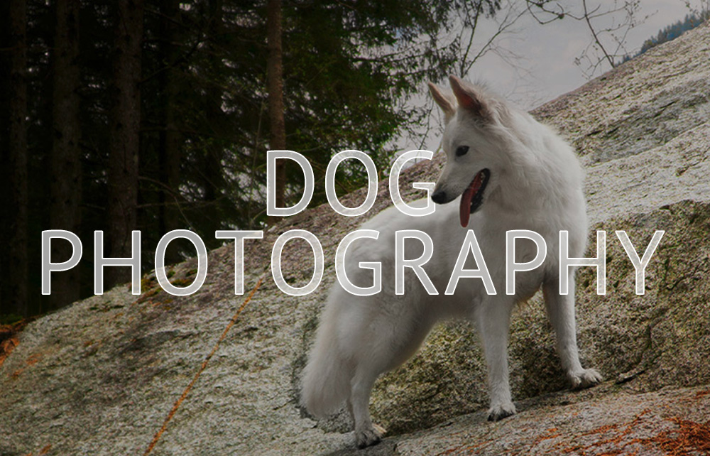 Marco Lazzari | Dog Photography